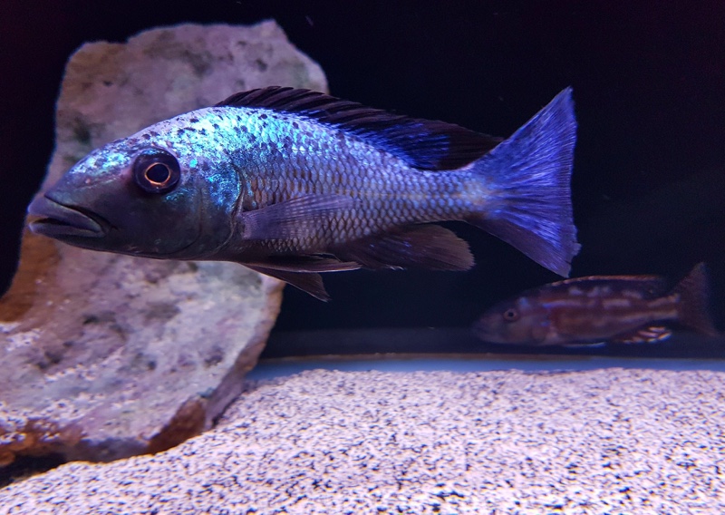 Fossorochromis rostratus